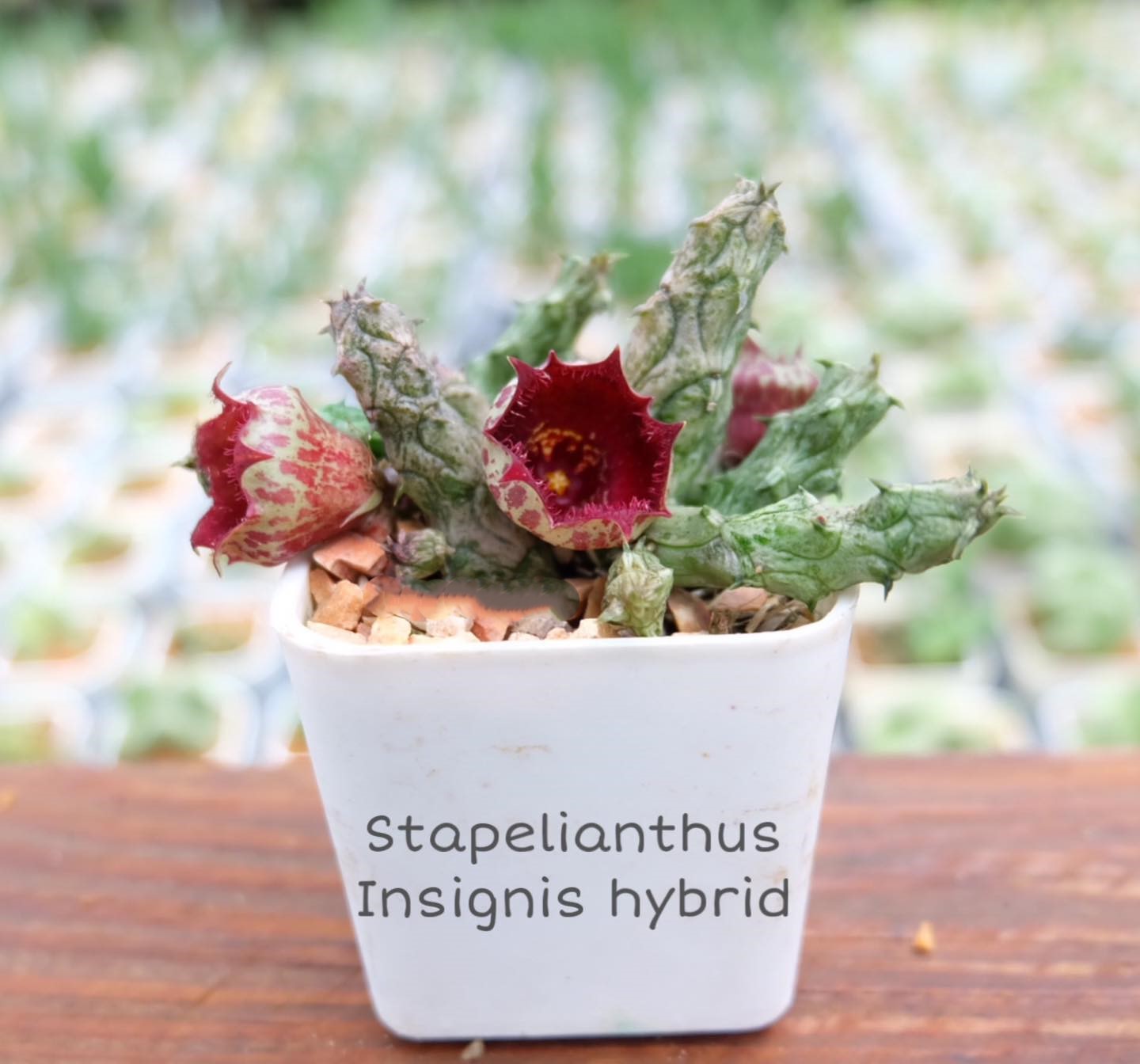 Stapelianthus insignis - Image 3