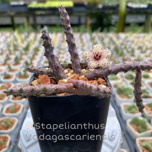 Stapelianthus madagascariensis
