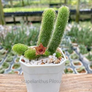 Stapelianthus pilosus