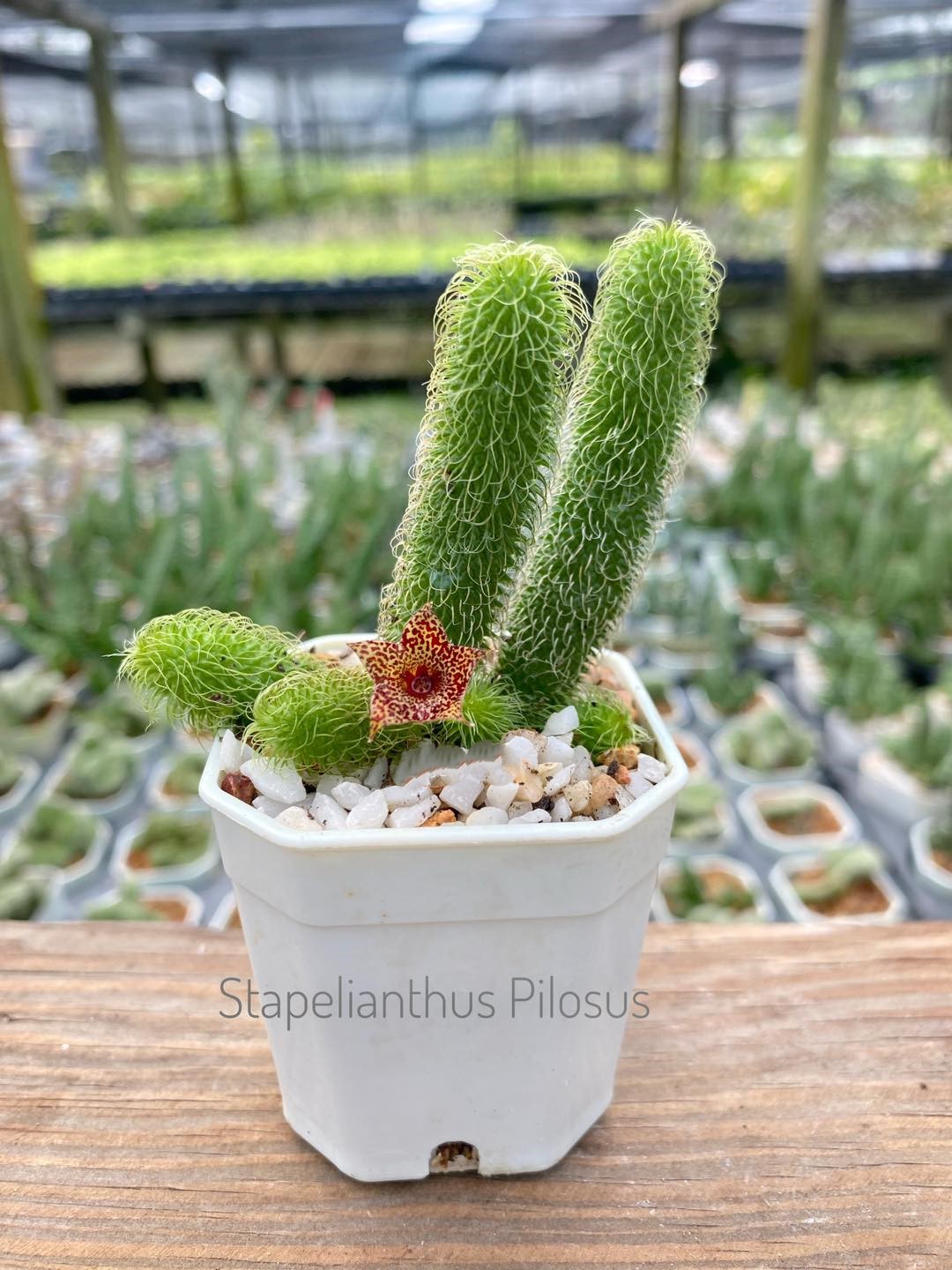 Stapelianthus pilosus