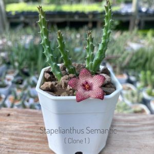 Stapelianthus semantic