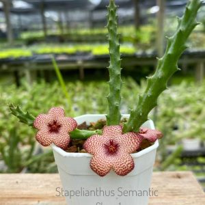 Stapelianthus semantic clone 1
