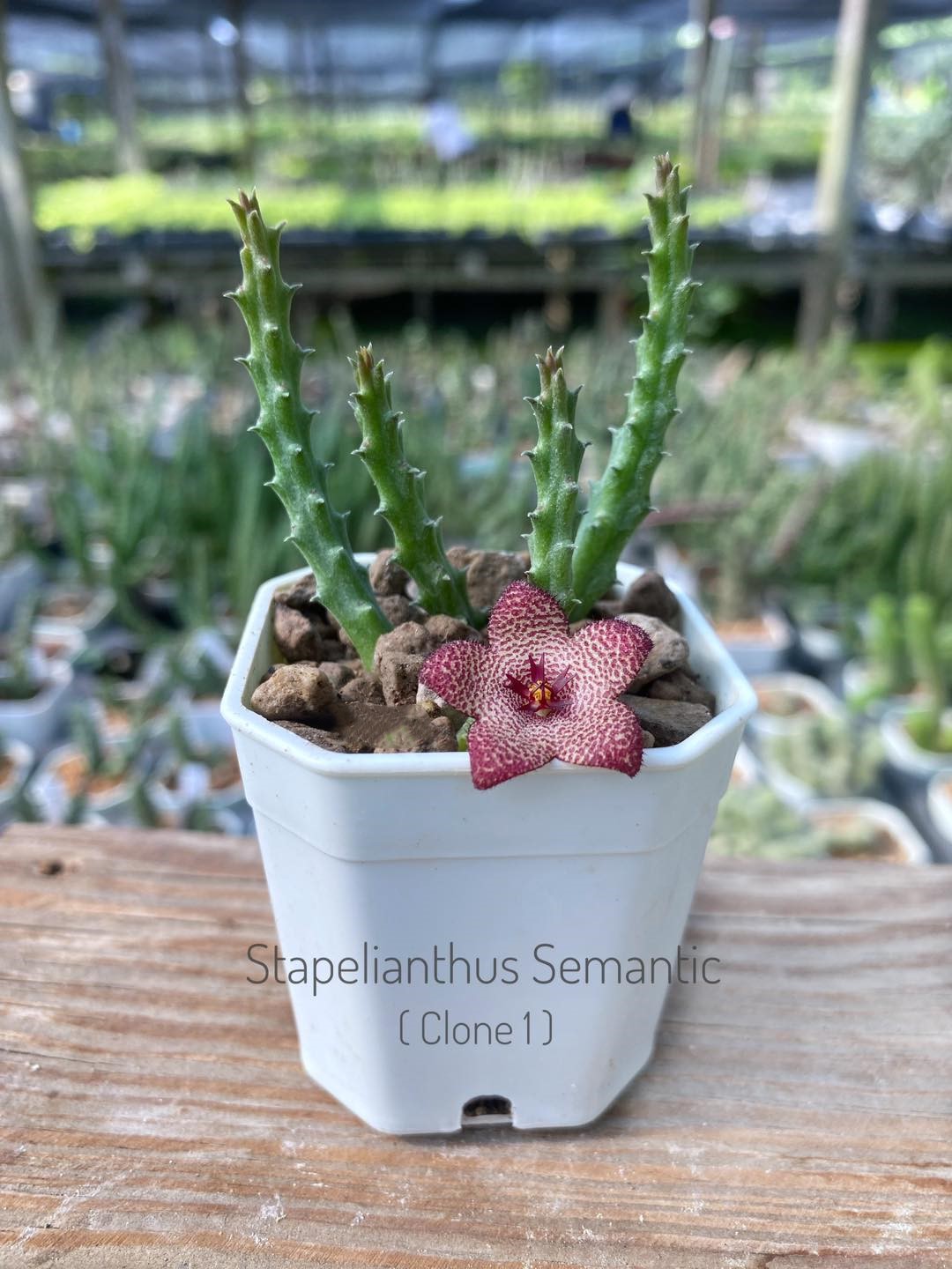 Stapelianthus semantic