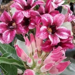 Adenium Start Purple