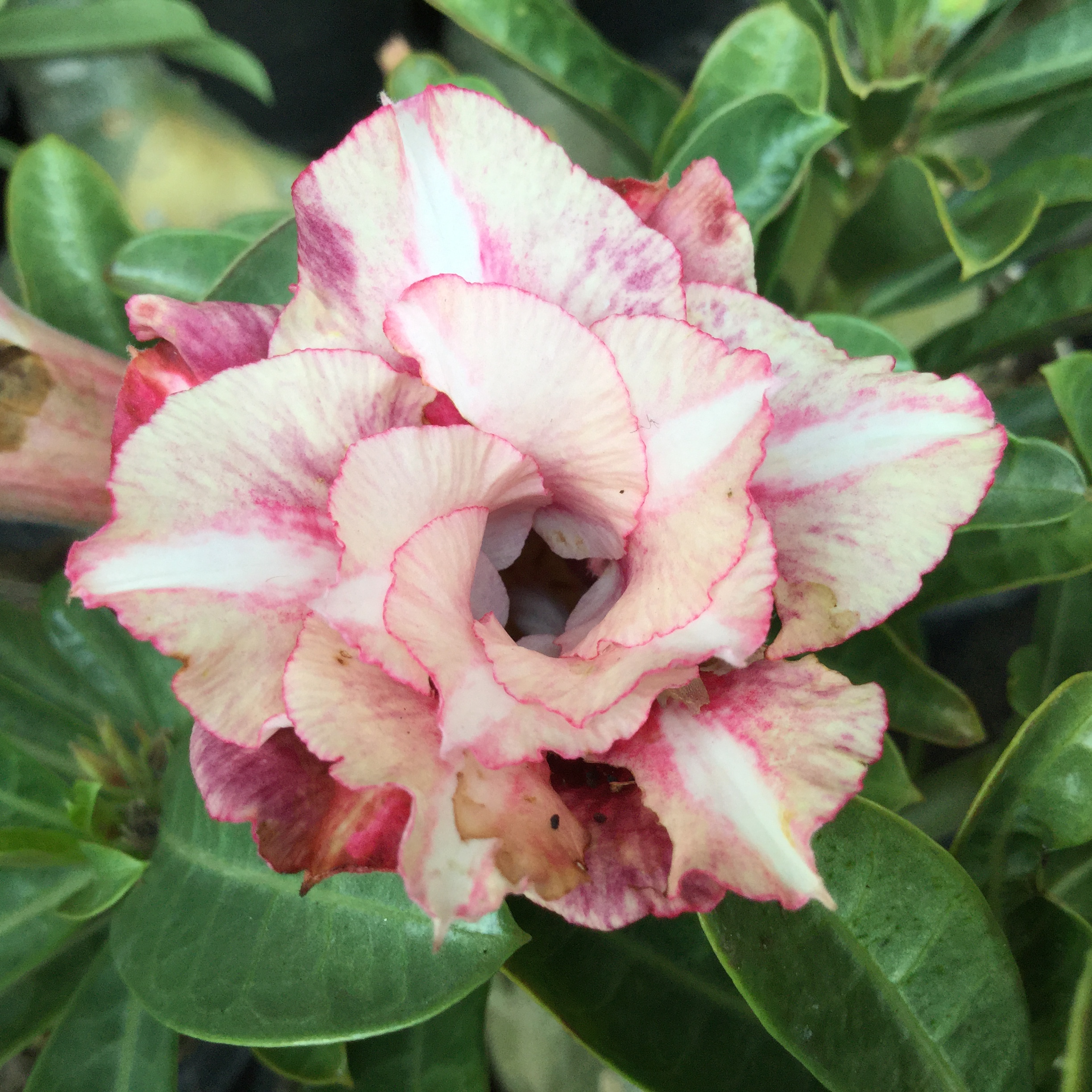Adenium Star of Dream