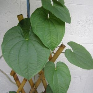 Dioscorea bulbifera