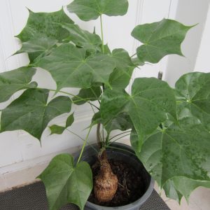 Sterculia colorata
