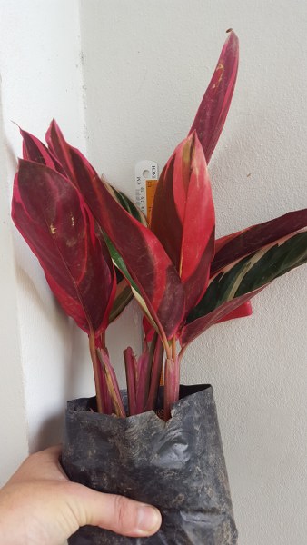 Stromanthe sanguinea tricolor