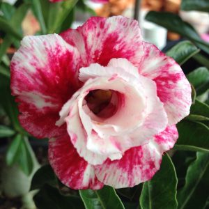Adenium Sunhalo