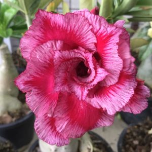 Adenium Sunset