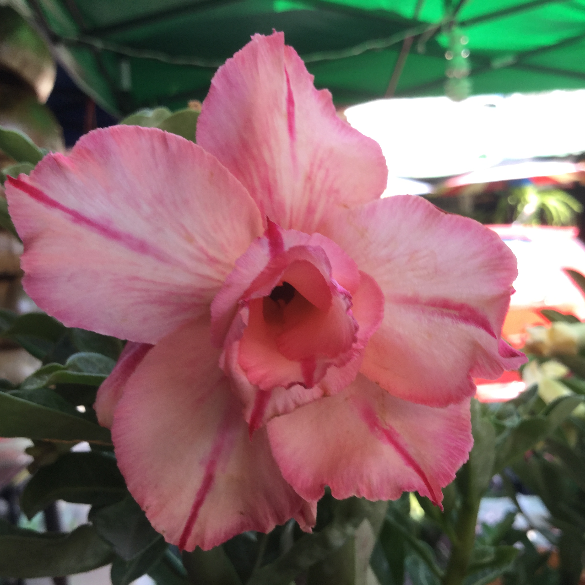 Adenium Sunshine