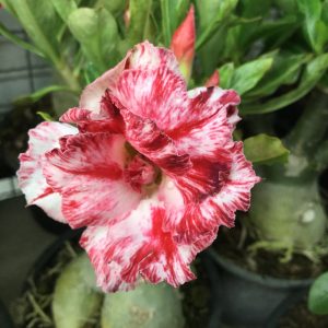 Adenium Super Namtok