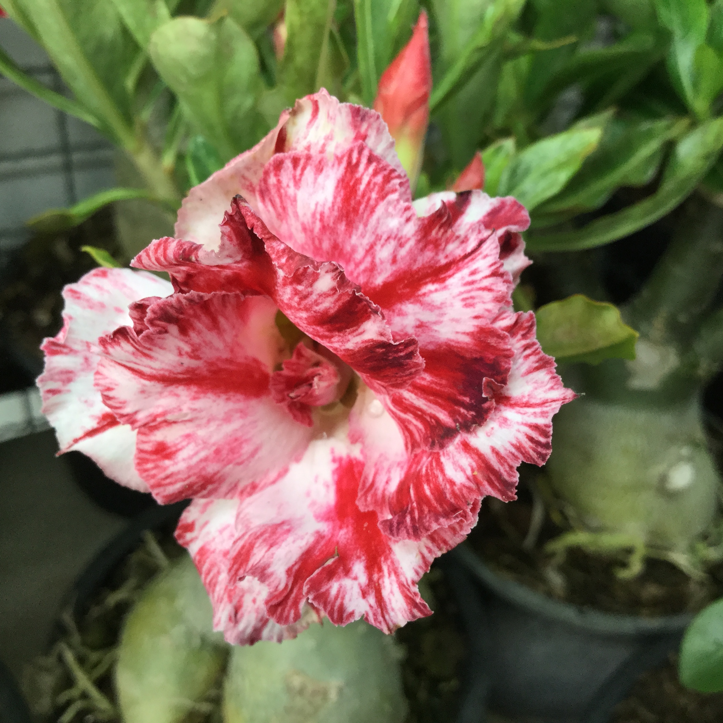 Adenium Super Namtok