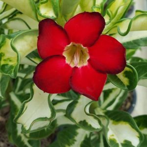 Adenium Superba