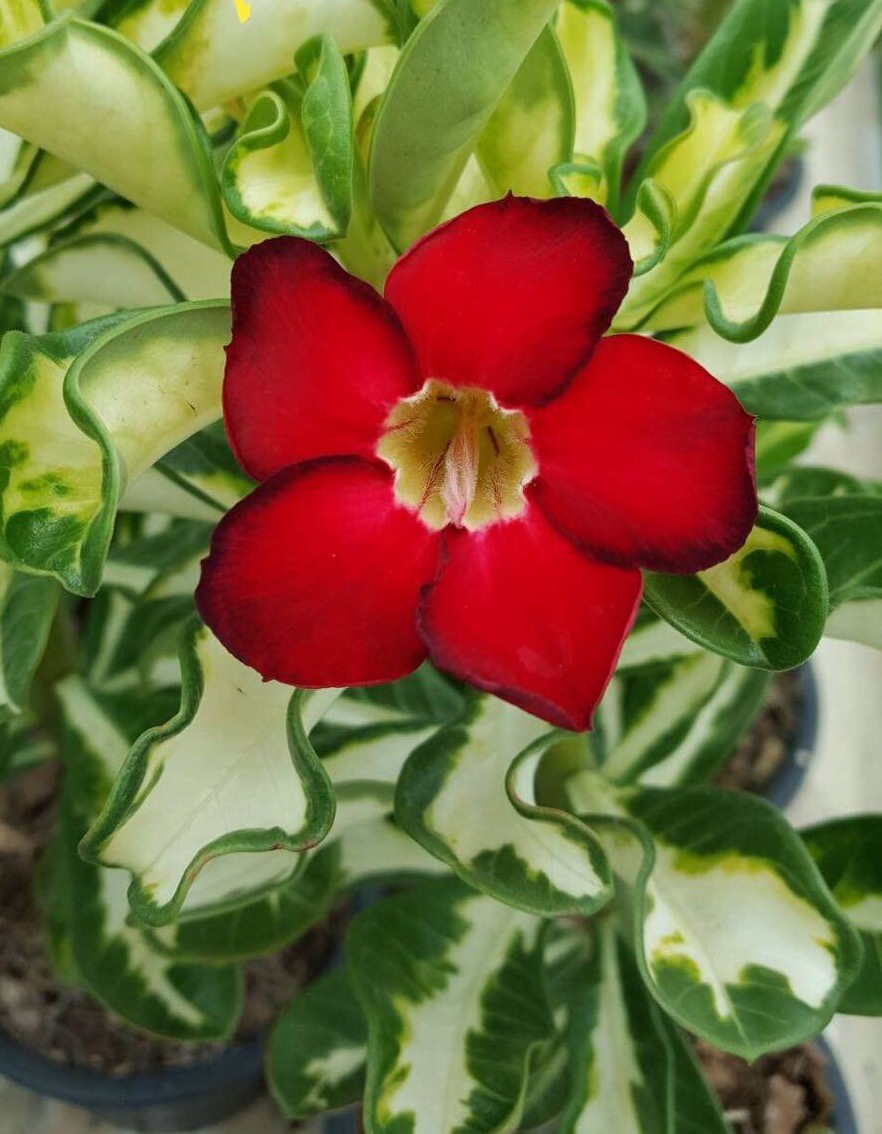 Adenium Superba
