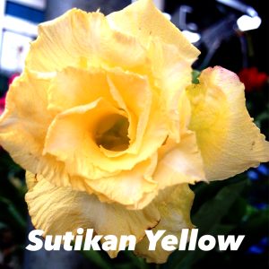Adenium Sutikarn Yellow