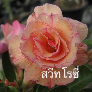 Adenium Sweet Rosy