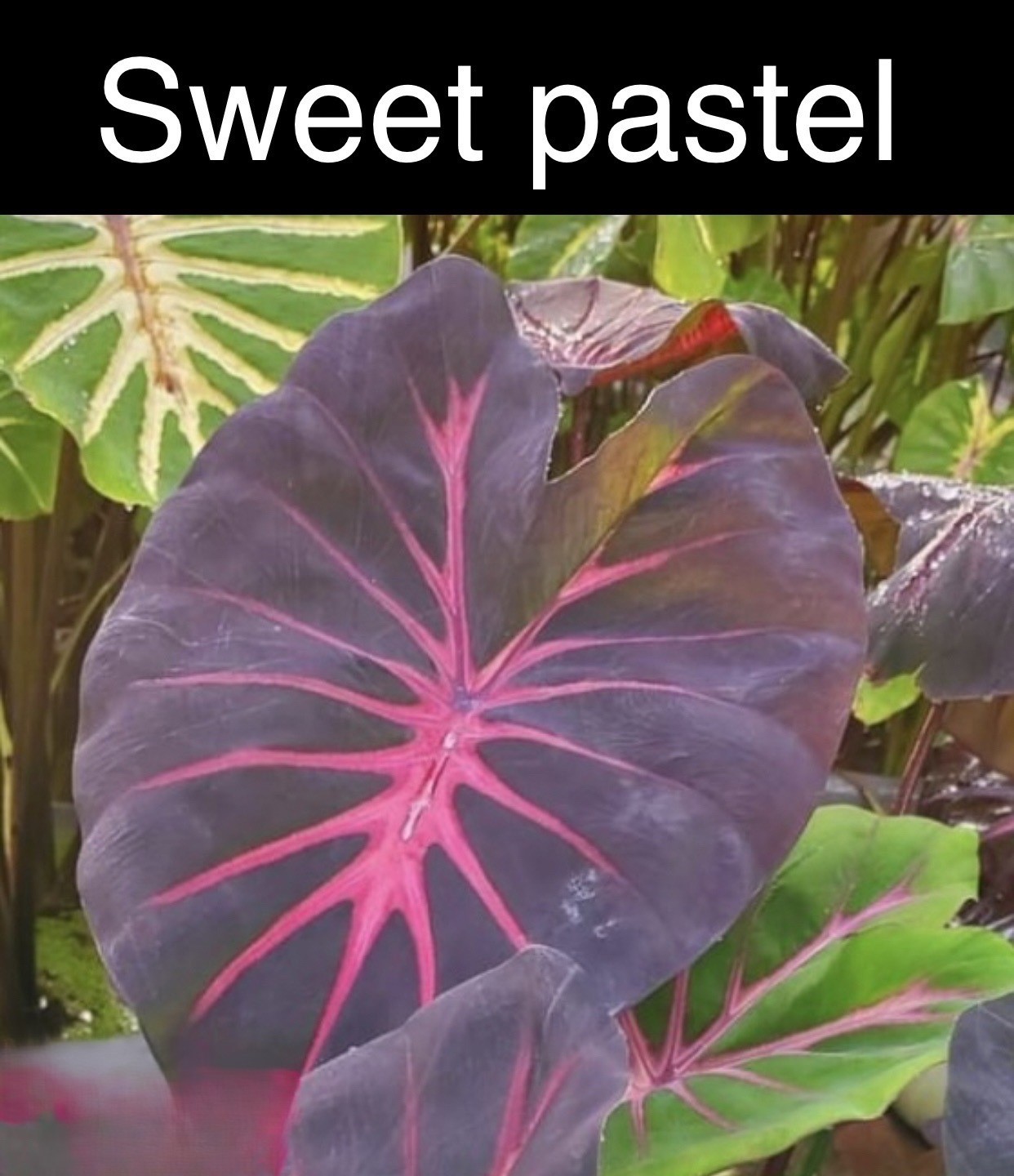 Colocasia sweet pastel