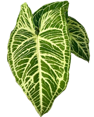 Syngonium Podophyllum 'Batik' - Image 2
