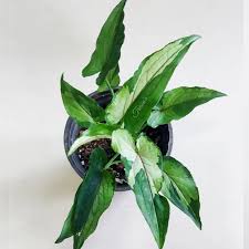 Syngonium eclipse