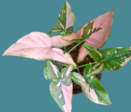 Syngonium 'pink splash' - Image 3