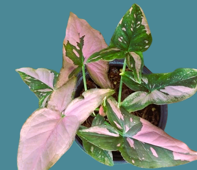Syngonium 'pink splash'