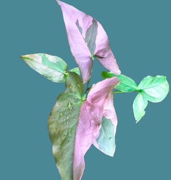 Syngonium podophyllum Pink Variegated