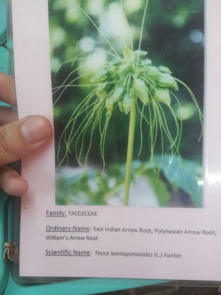 Tacca leontopetaloides - Image 2