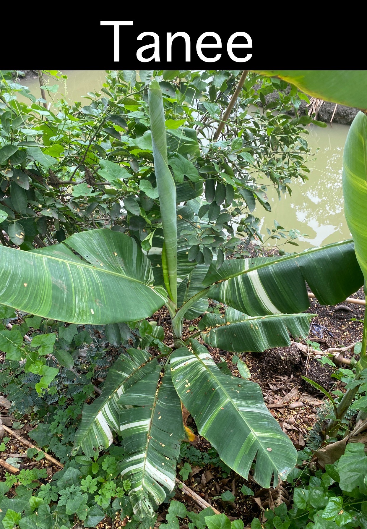 Musa Tanee