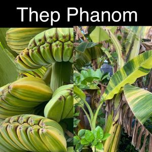 Musa thep phanom variegated
