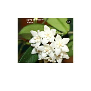 Hoya thomsonii white  ( rooted cutting )