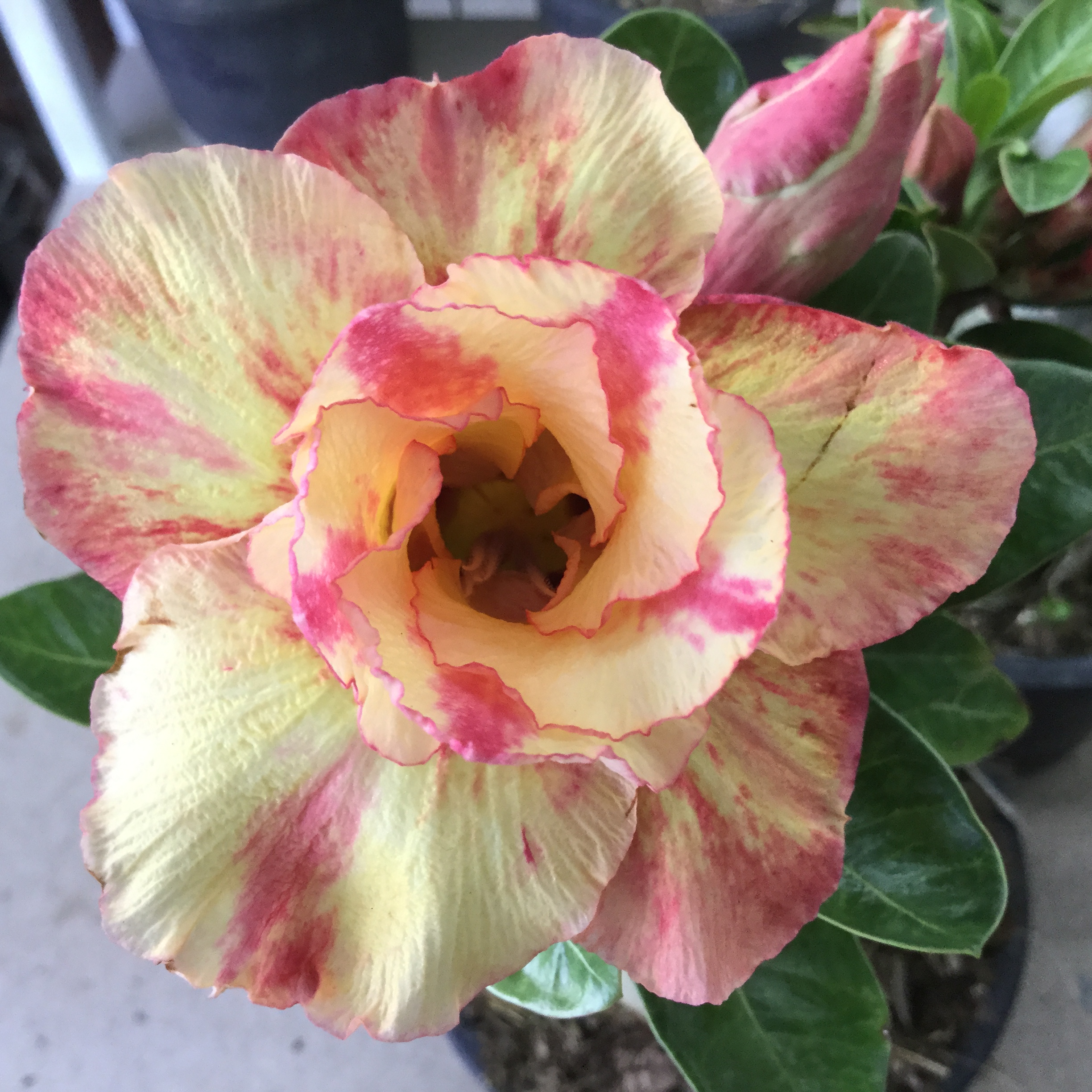 Adenium Thong Somjai