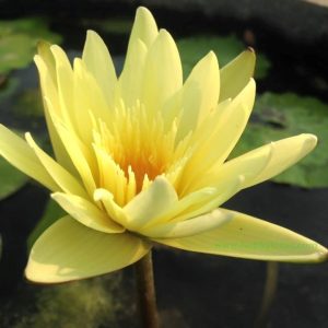 Nymphaea Thong Sook