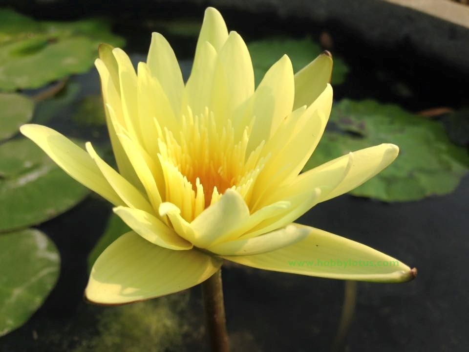 Nymphaea Thong Sook