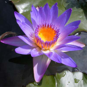 Nymphaea Tina