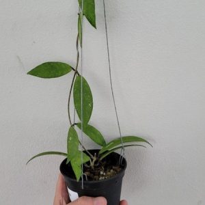 Hoya SP. UT001 (large)