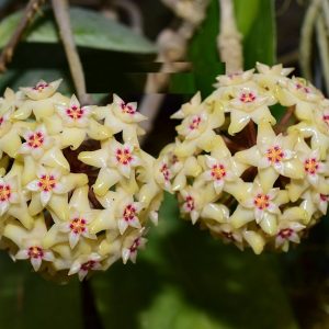Hoya UT002 ( rooted cutting )