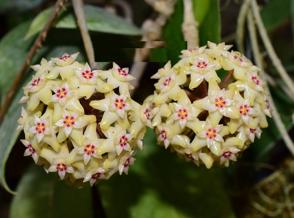 Hoya UT002 ( rooted cutting )