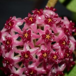 Hoya UT009 ( rooted cutting )