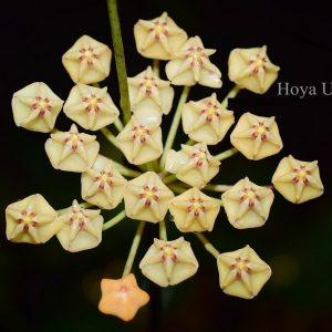 Hoya UT011 ( rooted cutting )