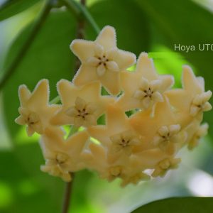 Hoya UT030 ( rooted cutting )