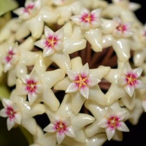 Hoya UT031 ( rooted cutting )