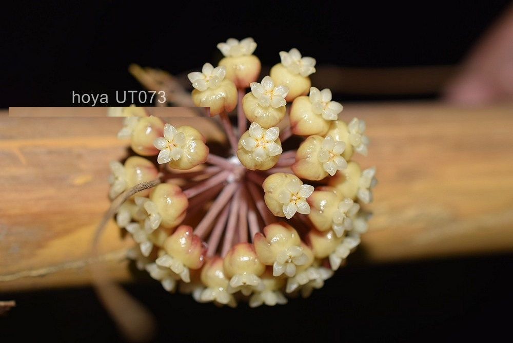 Hoya UT073 ( roooted cutting )