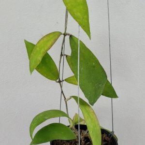 Hoya SP. UT168 (large)