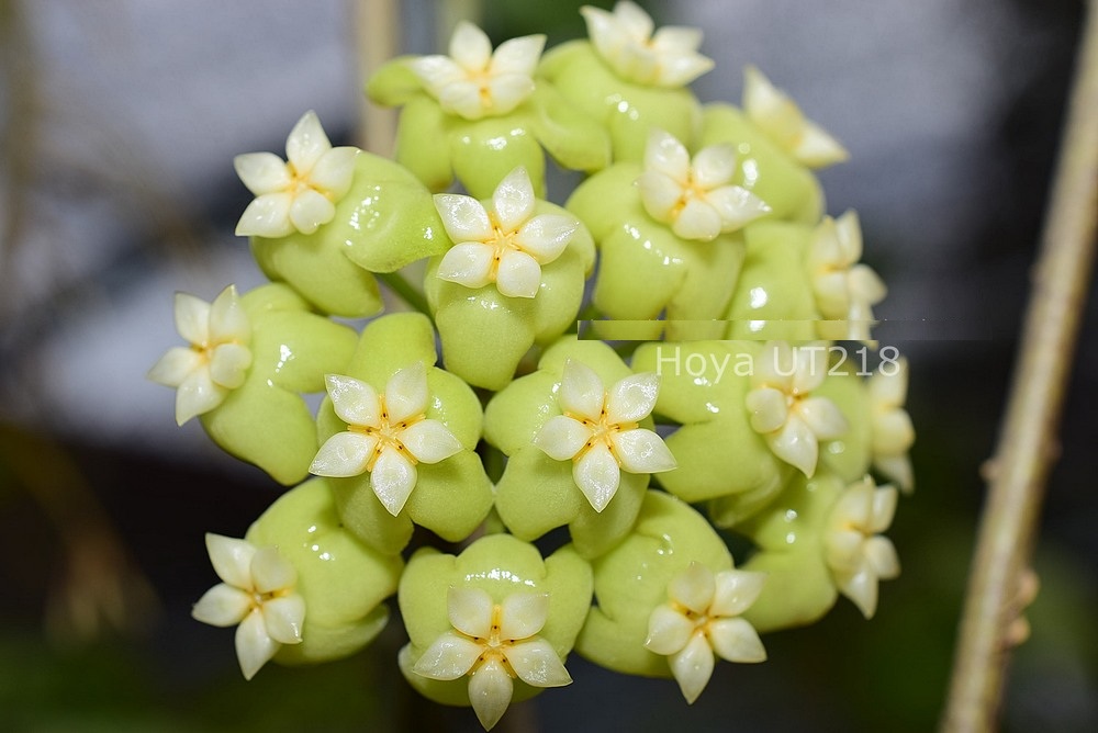 Hoya UT218 ( rooted cutting )