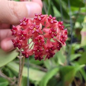 Hoya UT 247 (large)