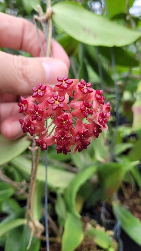 Hoya UT 247 (large)