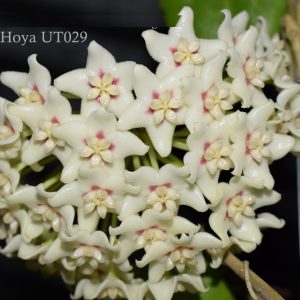 Hoya UT029 ( rooted cutting )