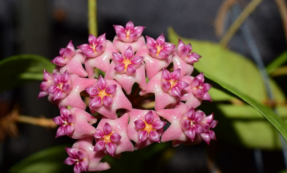 Hoya UT039 ( rooted cutting )