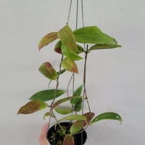 Hoya UT048 ( rooted cutting)